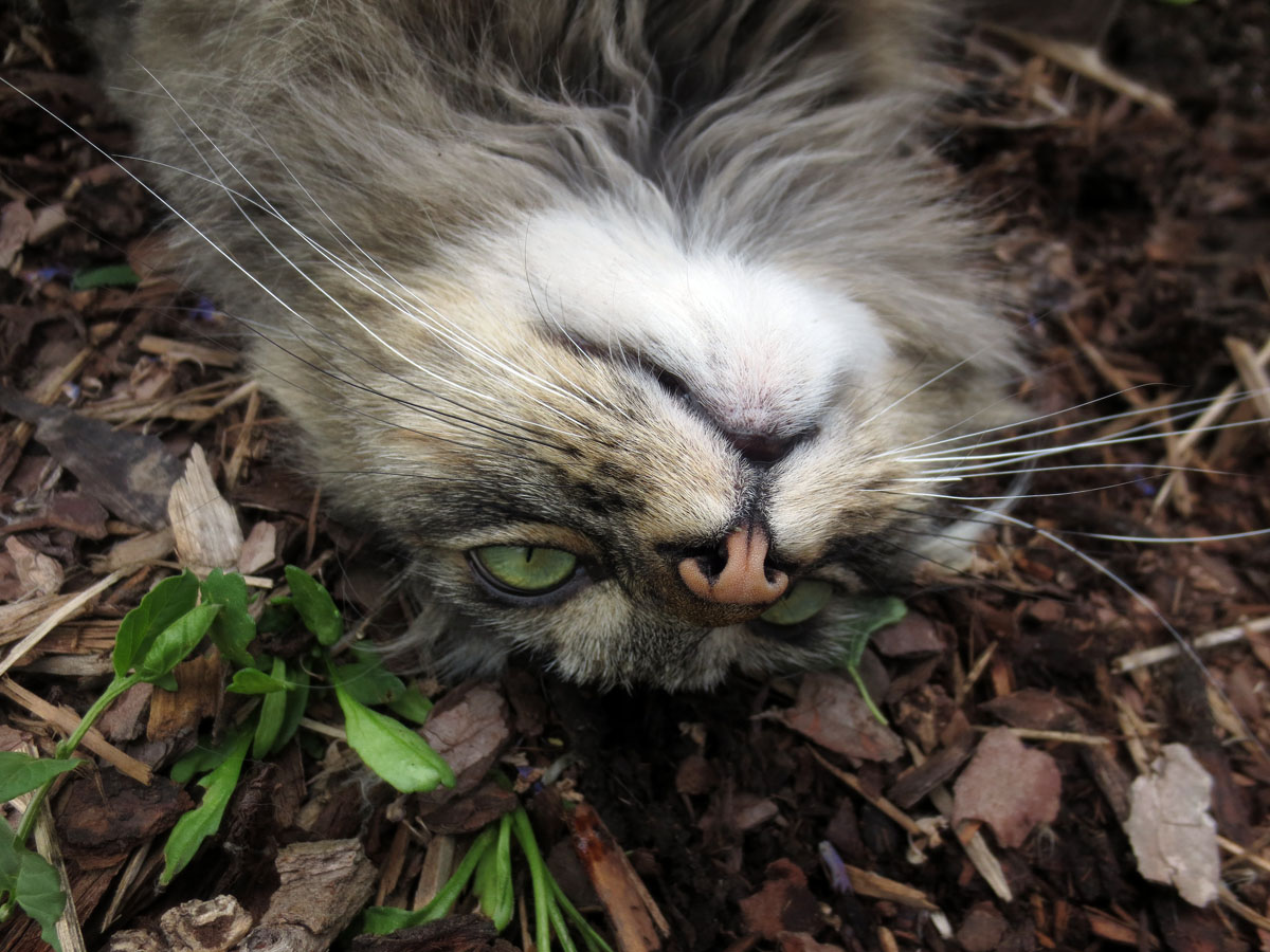 Pacer a cat by Susan Fluegel